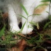 neko-7