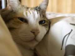 寝てるところすみません・・・