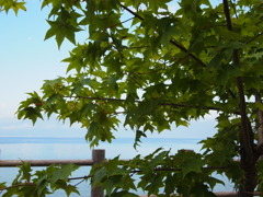 湖と木
