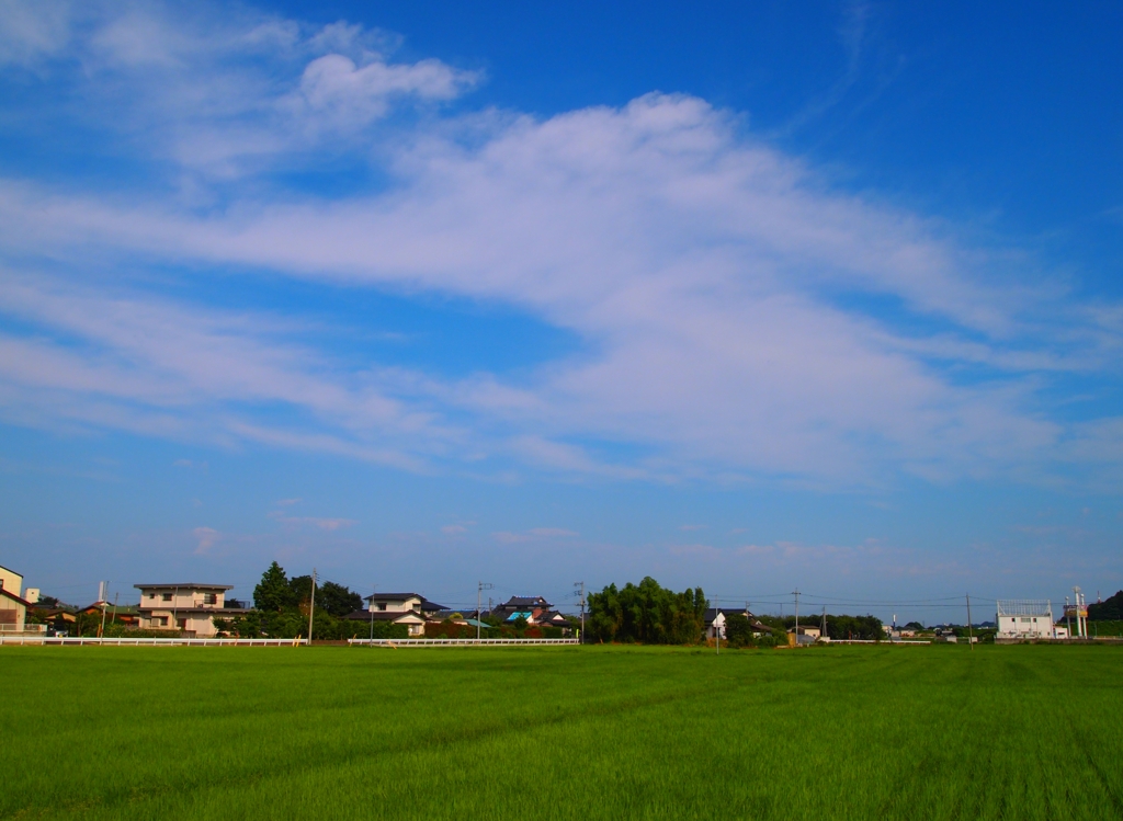 Green Summer001