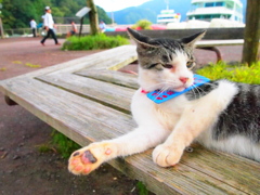 CATS001