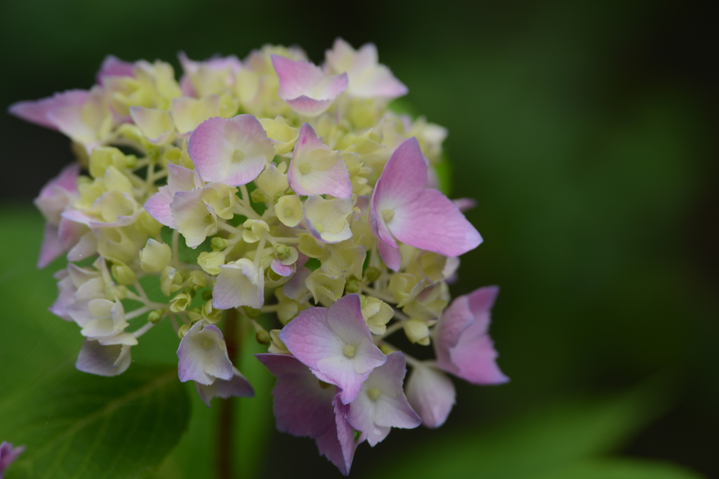 hydrangea