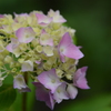 hydrangea
