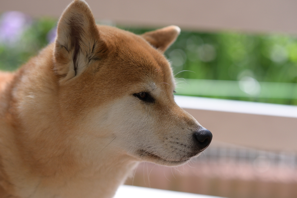 ユシの横顔