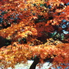 虎渓山 永保寺２