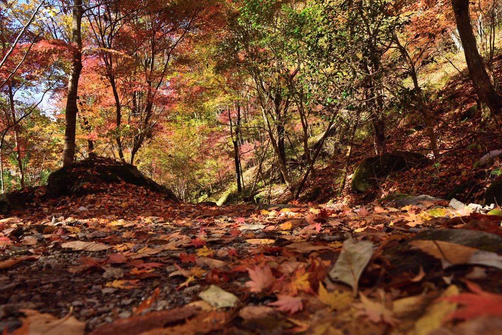 leaves fall