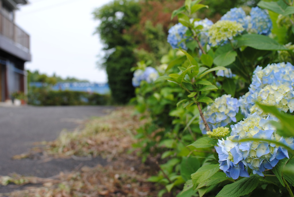 紫陽花