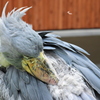 beautiful bird