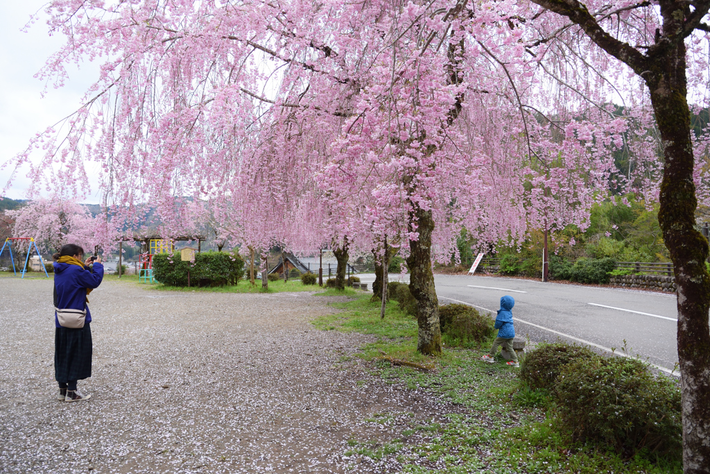 桜を撮る人　取る人
