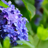 紫陽花　