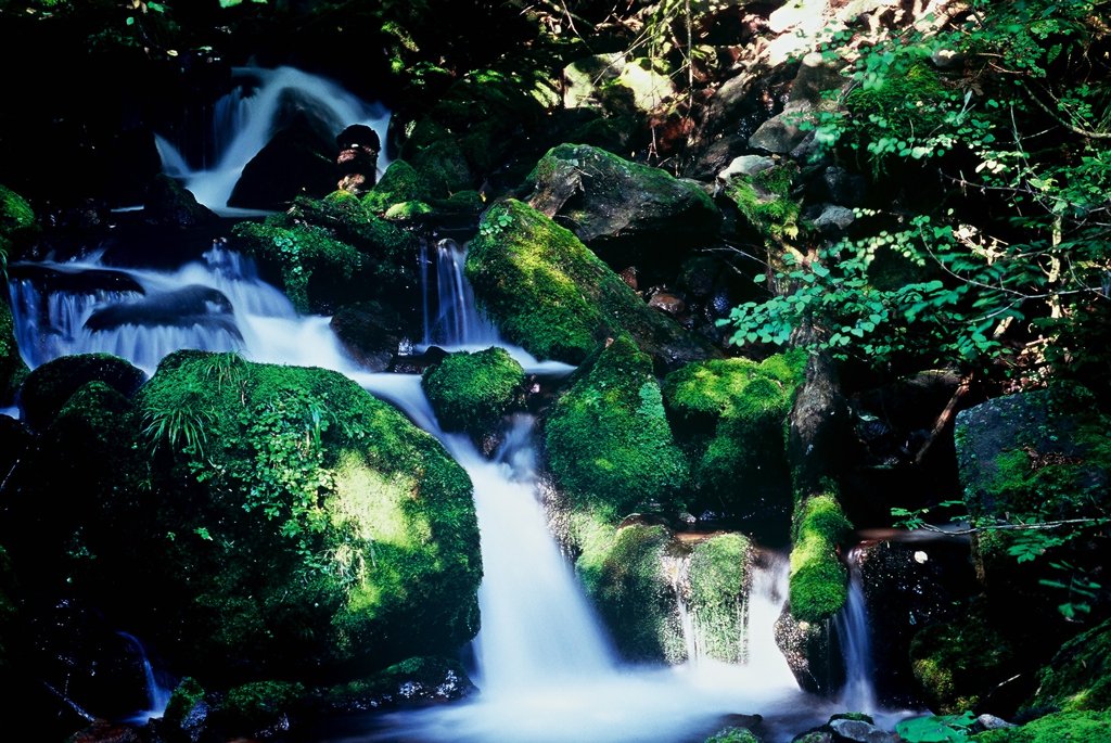 green world 2