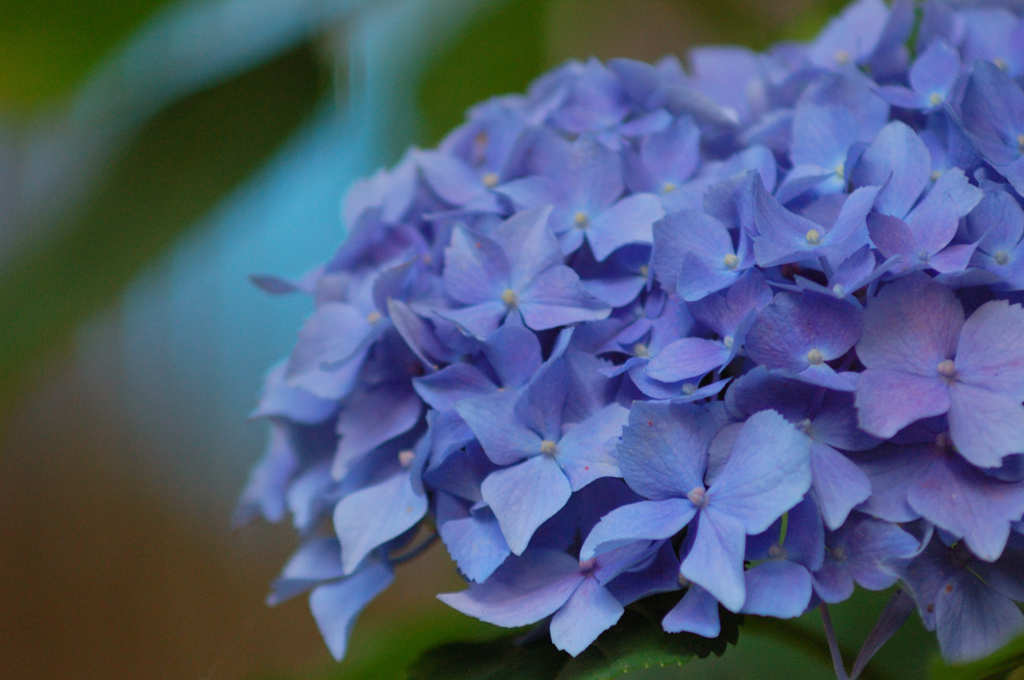 庭の紫陽花