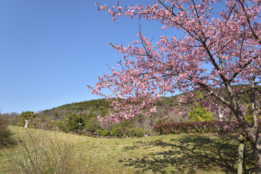 川津桜