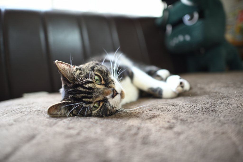 優雅に見える猫