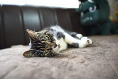 優雅に見える猫