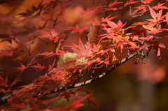 焔
