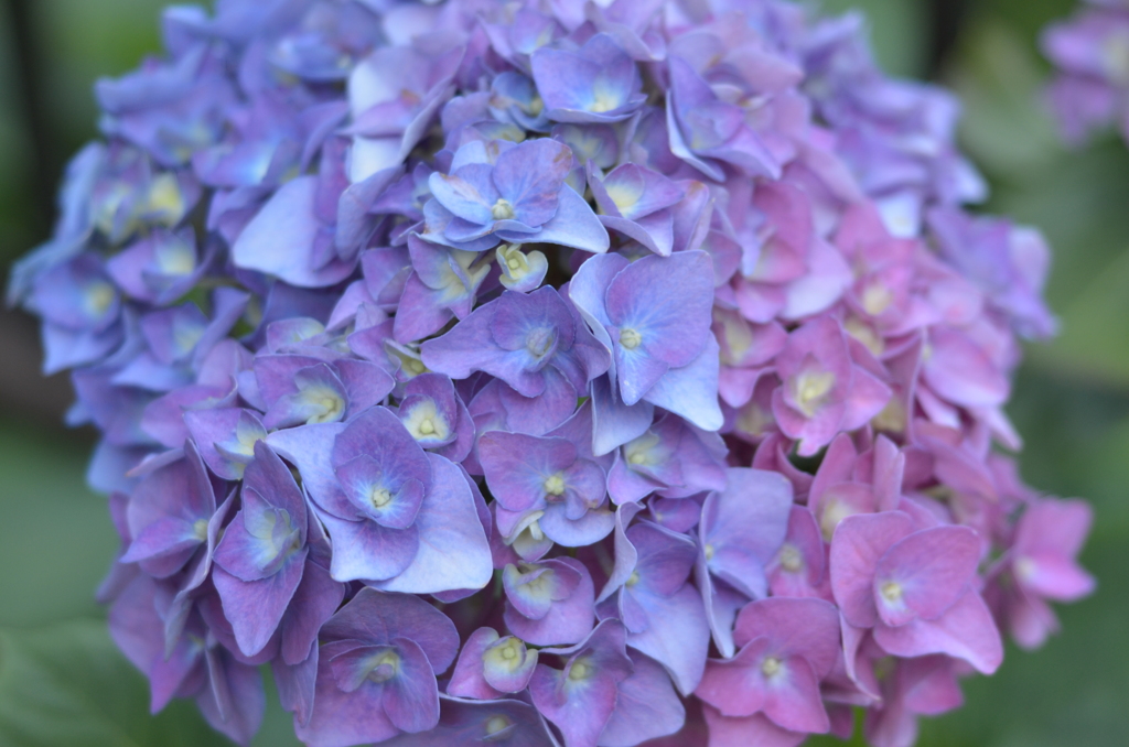 hydrangea