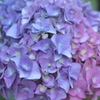 hydrangea