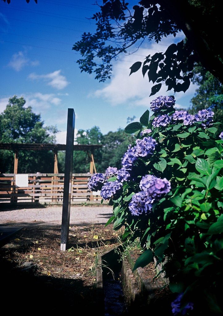 紫陽花　in 四季の森