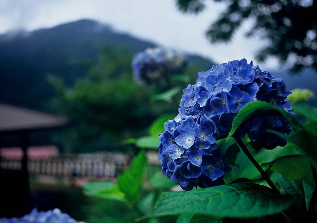 板取の紫陽花