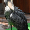 ハシビロコウ