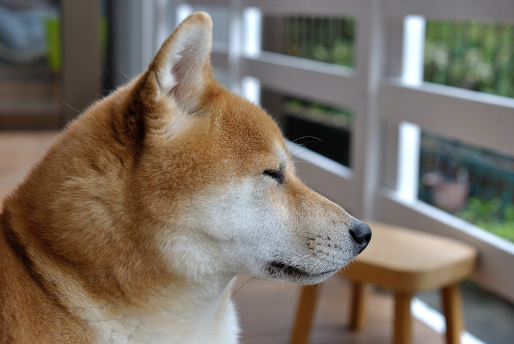 横顔