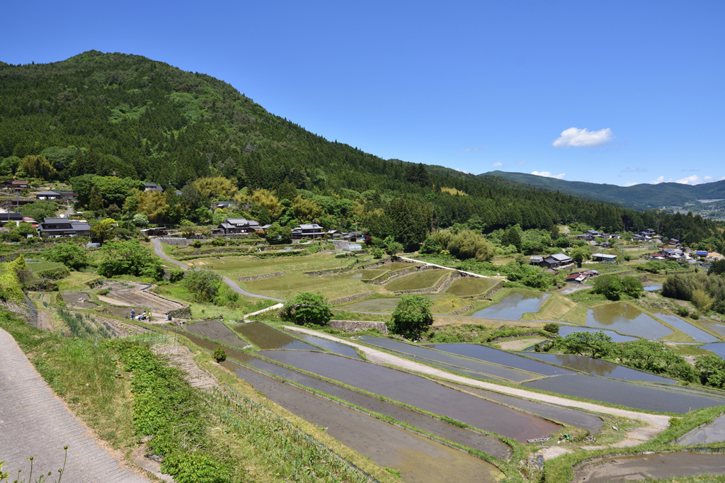 坂折棚田