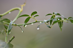 雨後の雫
