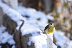 雪上のキセキレイ