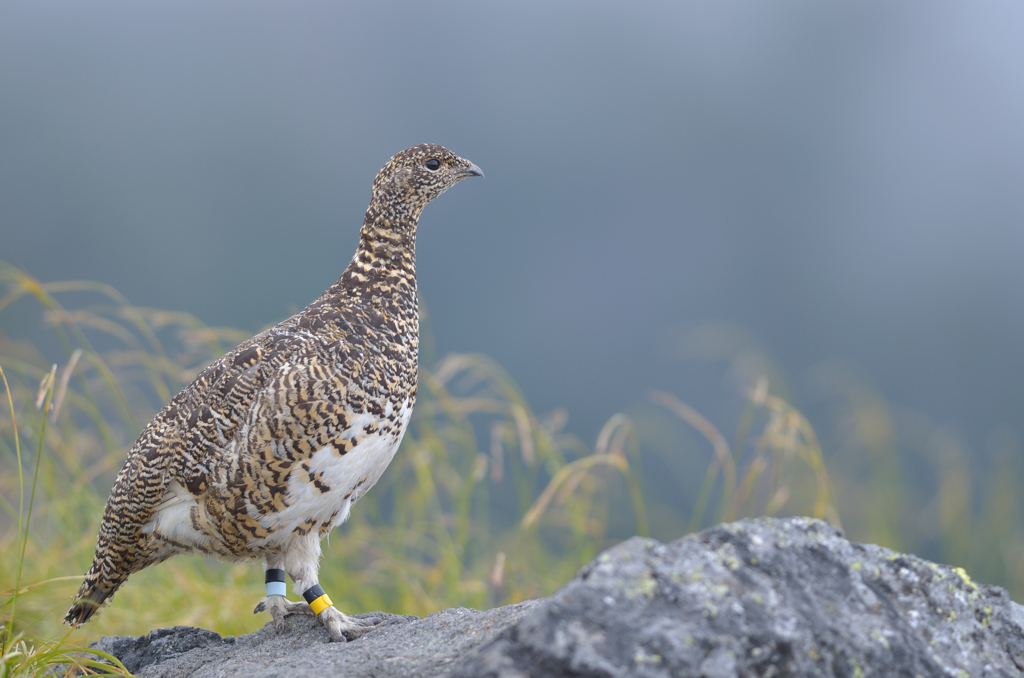 孤高の鳥