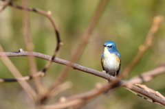 青い鳥