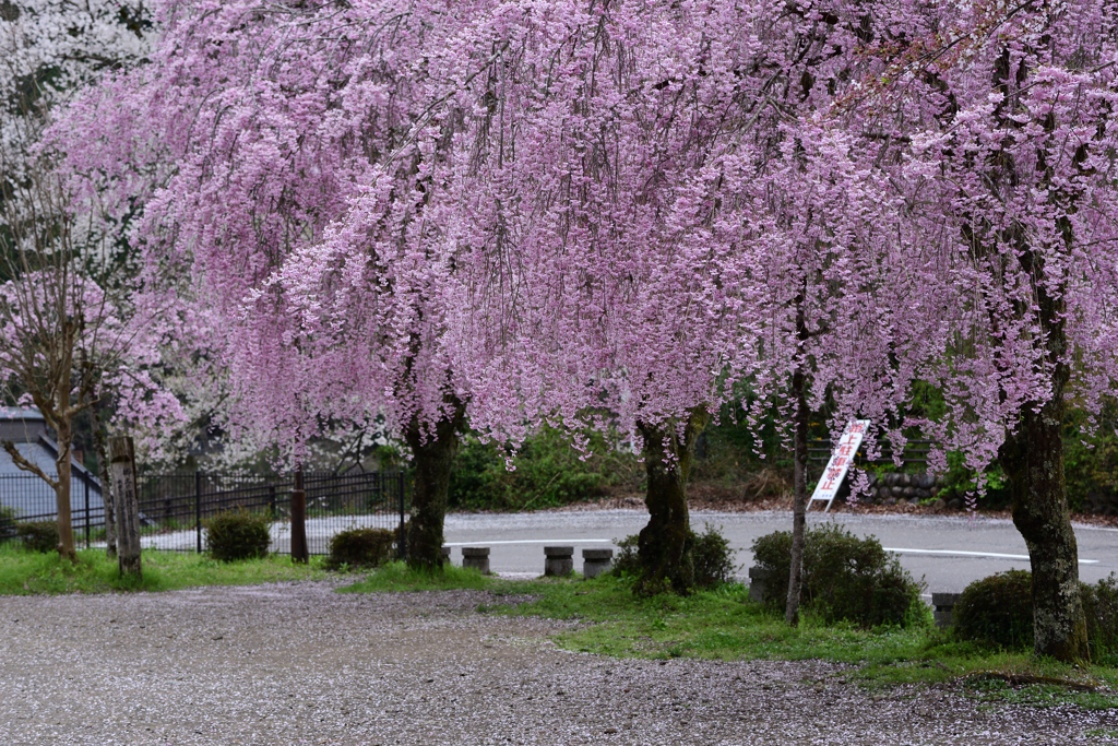 郡上八幡城の枝垂れ桜Ⅱ