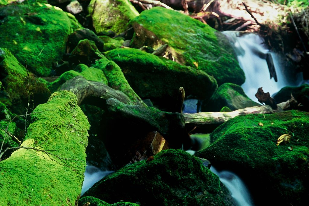 green world 3