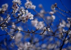 四季桜