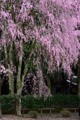 郡上八幡城の枝垂れ桜