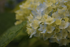 紫陽花