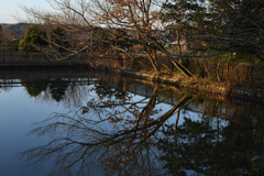 水面を這う様に