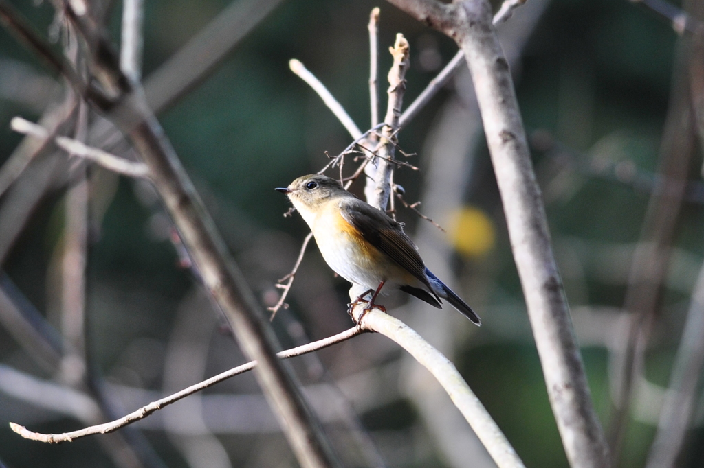ルリビタキ♀
