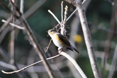 ルリビタキ♀