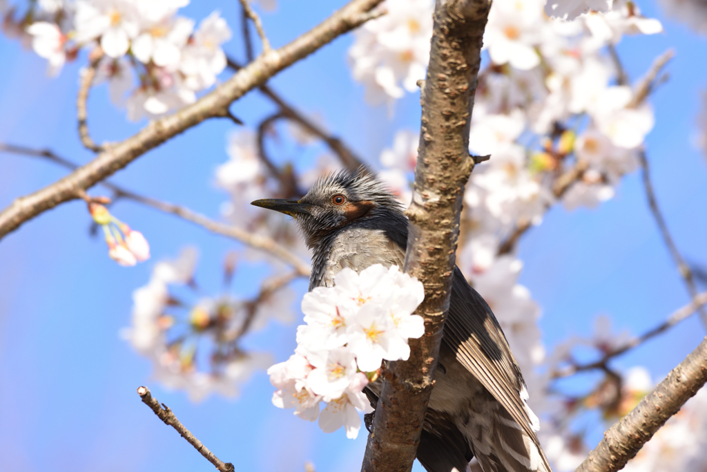 サクラヒヨドリ