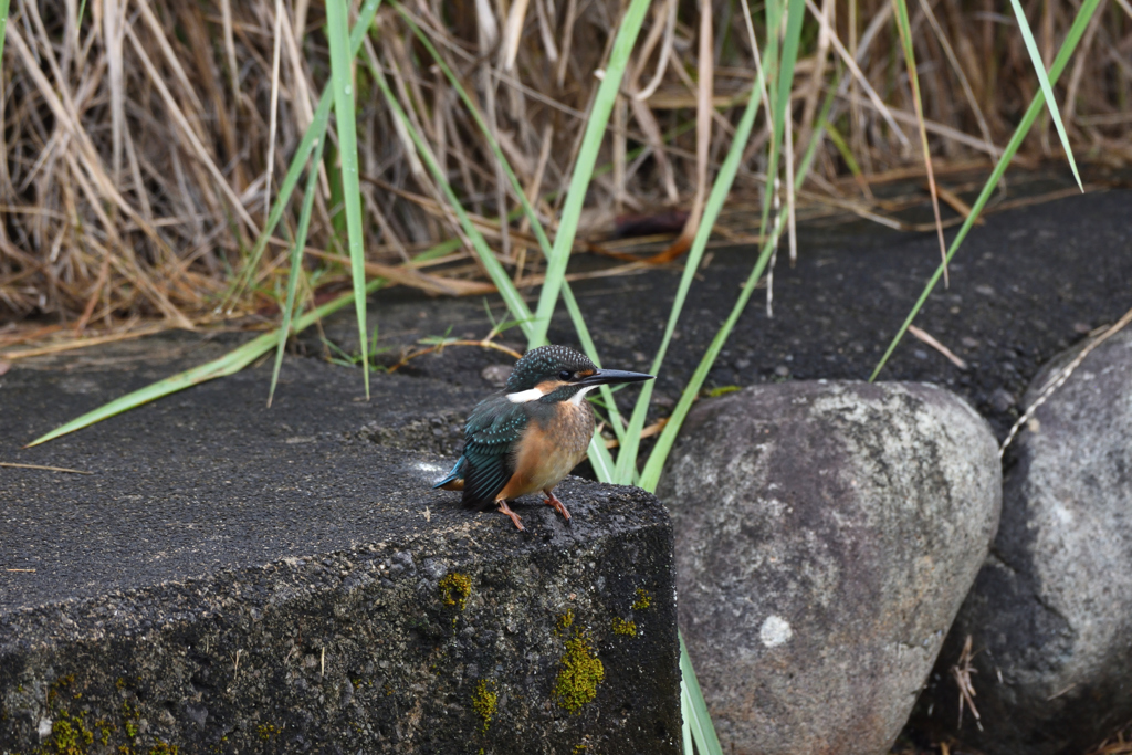久しぶりのカワセミ