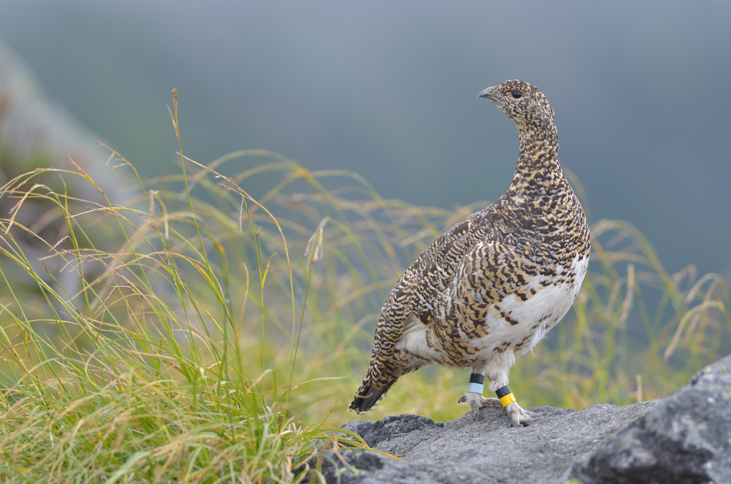 孤高の鳥Ⅱ