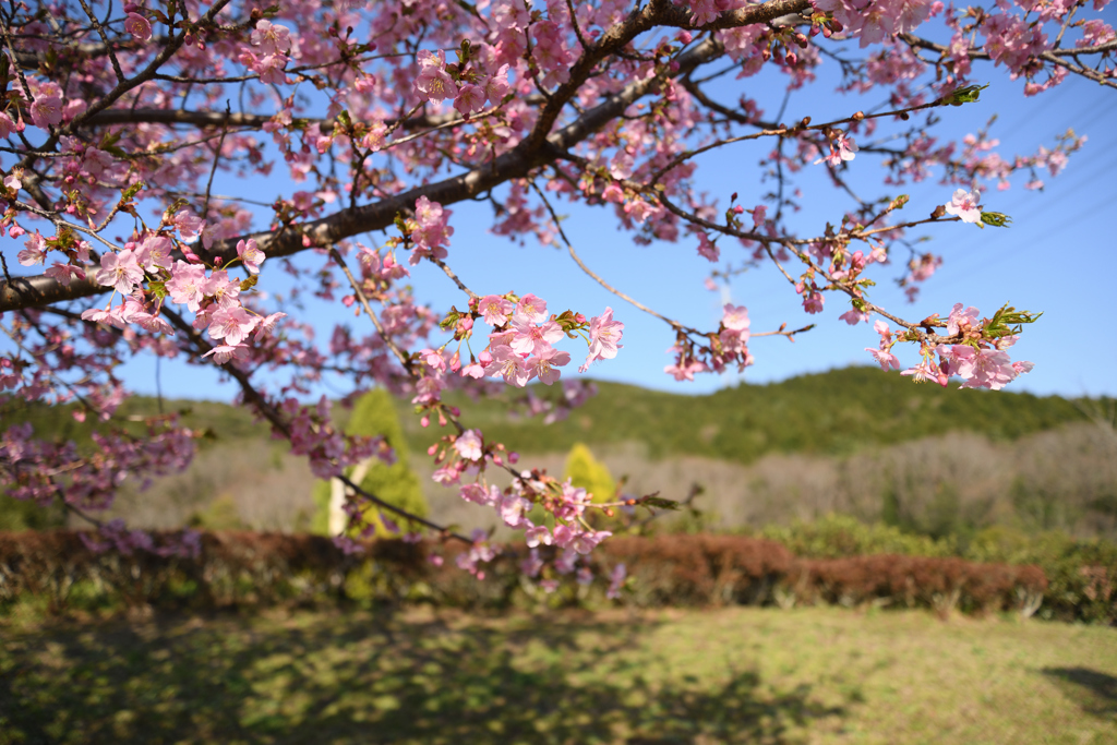 川津桜２