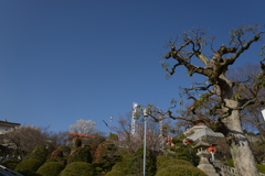 成田山スナップ