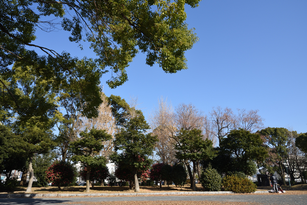 都会の公園