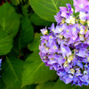 アジサイ