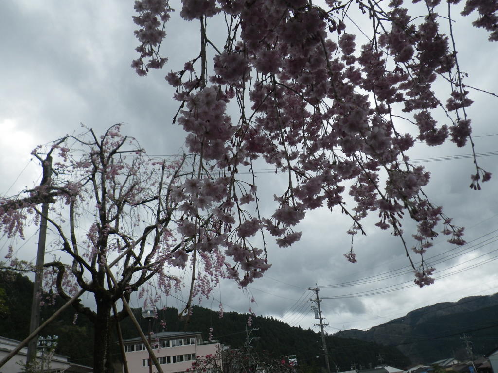 桜を見上げて