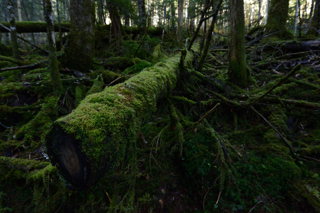 deep forestⅡ