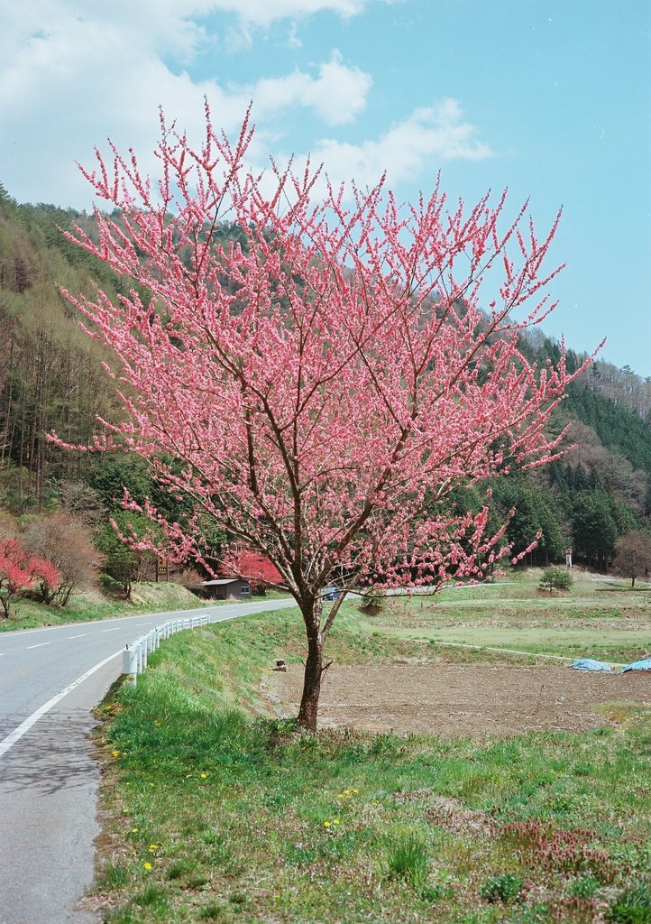 花桃