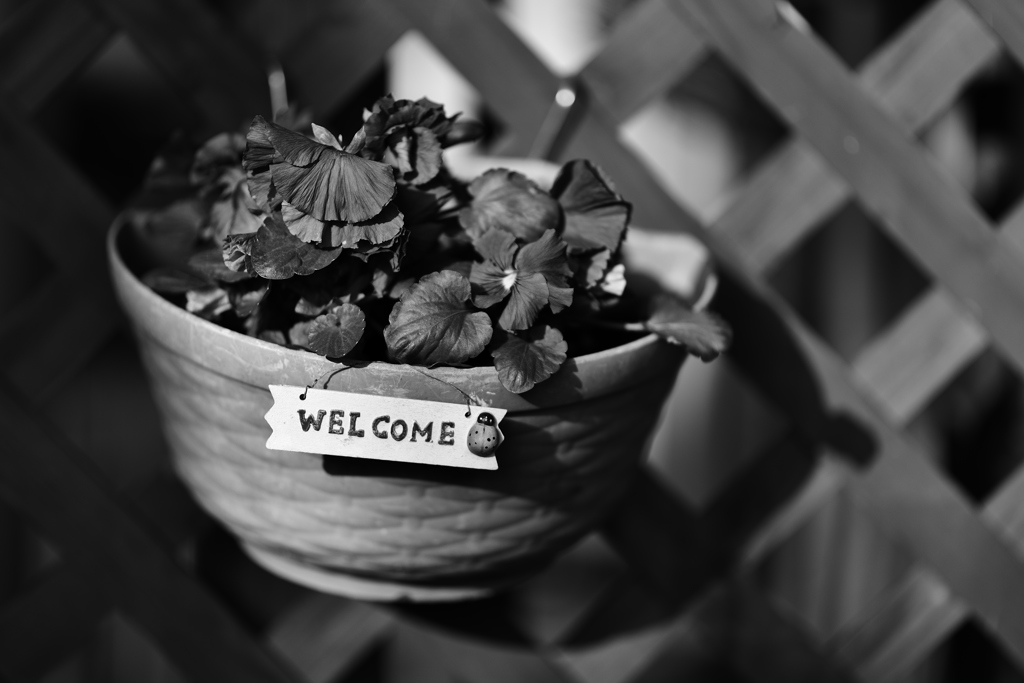 welcome